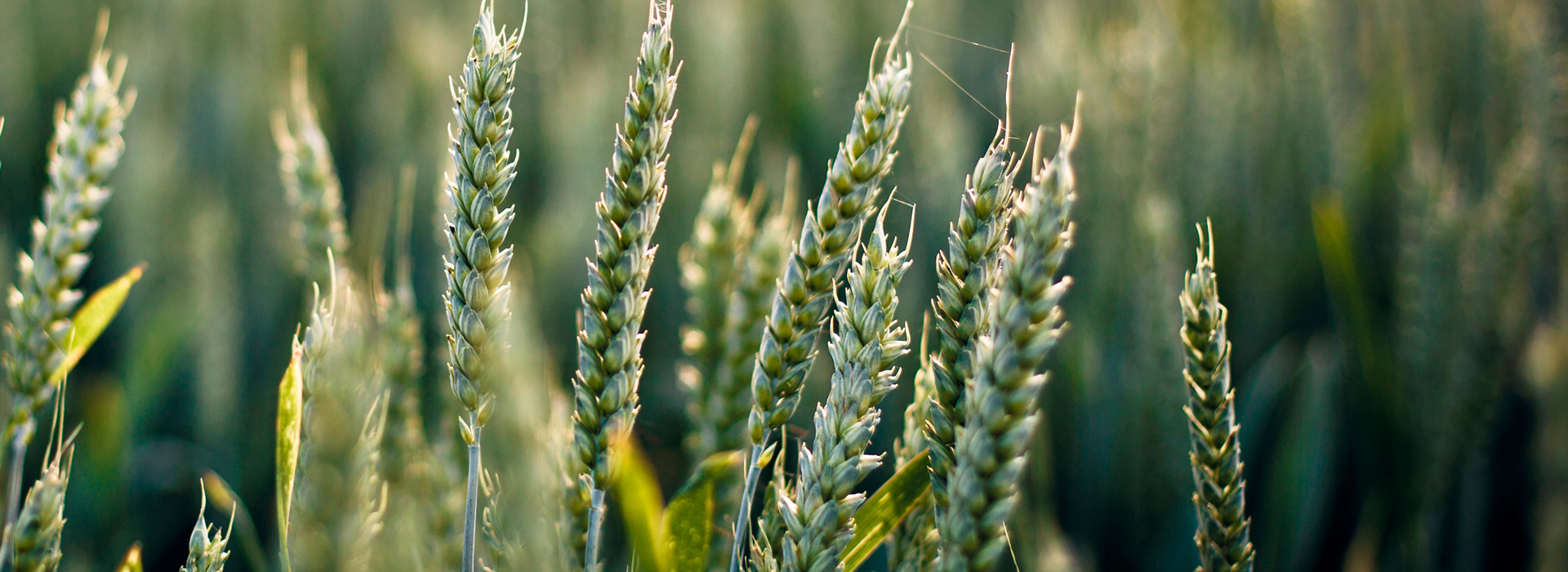 黑科技一键呼叫轰炸